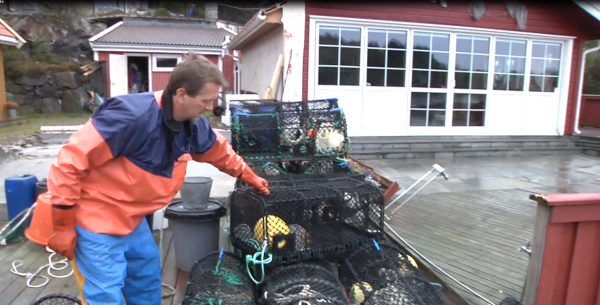 Tolv hummer i første trekk