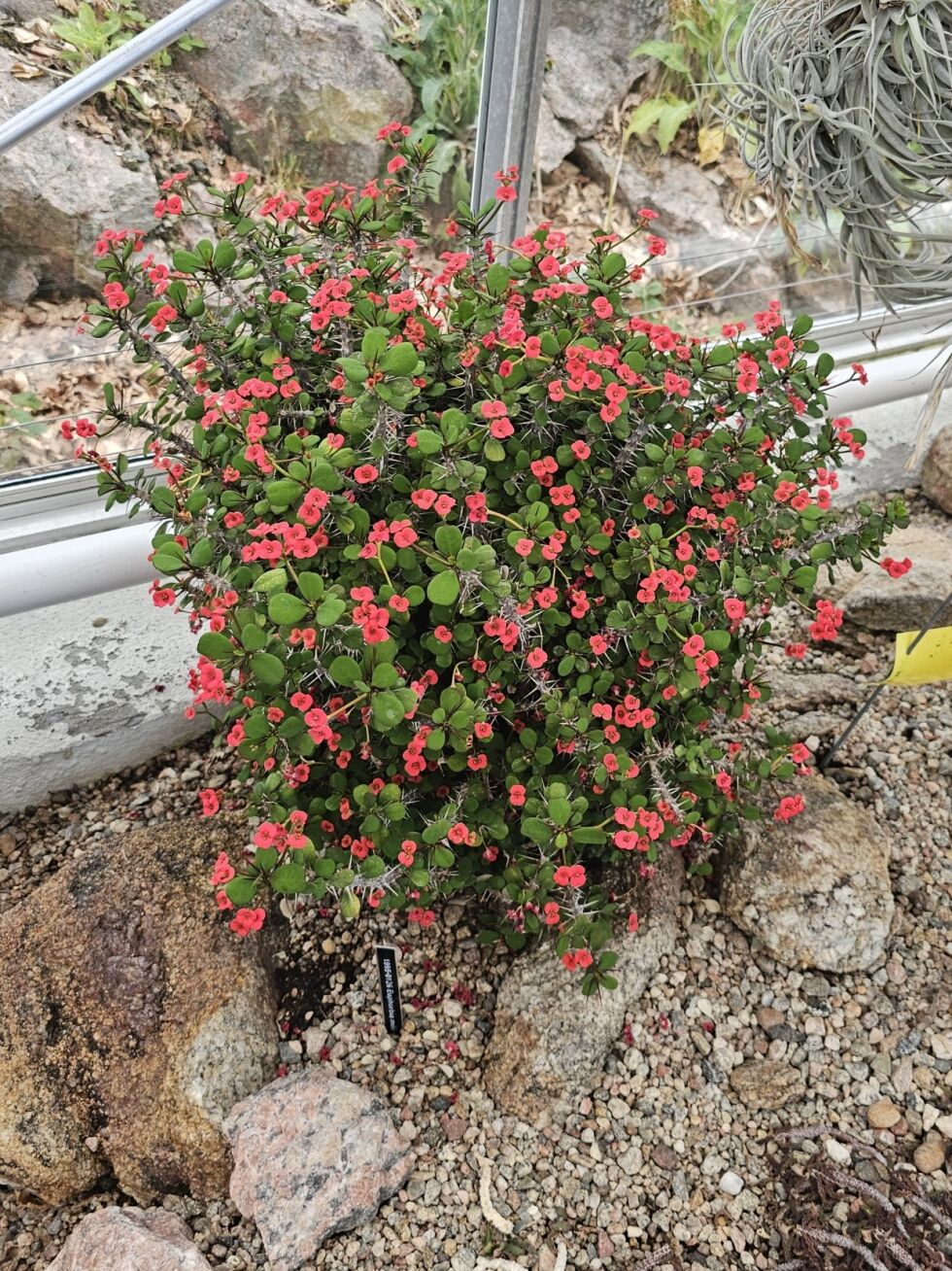 Euphorbia milii, også kjent som Kristi tornekrone, er ikke en kaktus, men den ser ut som en!
 Foto: Aurora Saxrud Østerbø