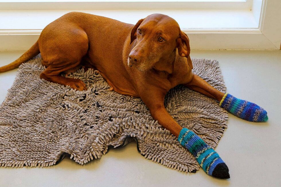 Hunden  Molly tester ut potesokker, som nyleg har blitt levert på klinikken.
 Foto: Madeleine Hamn