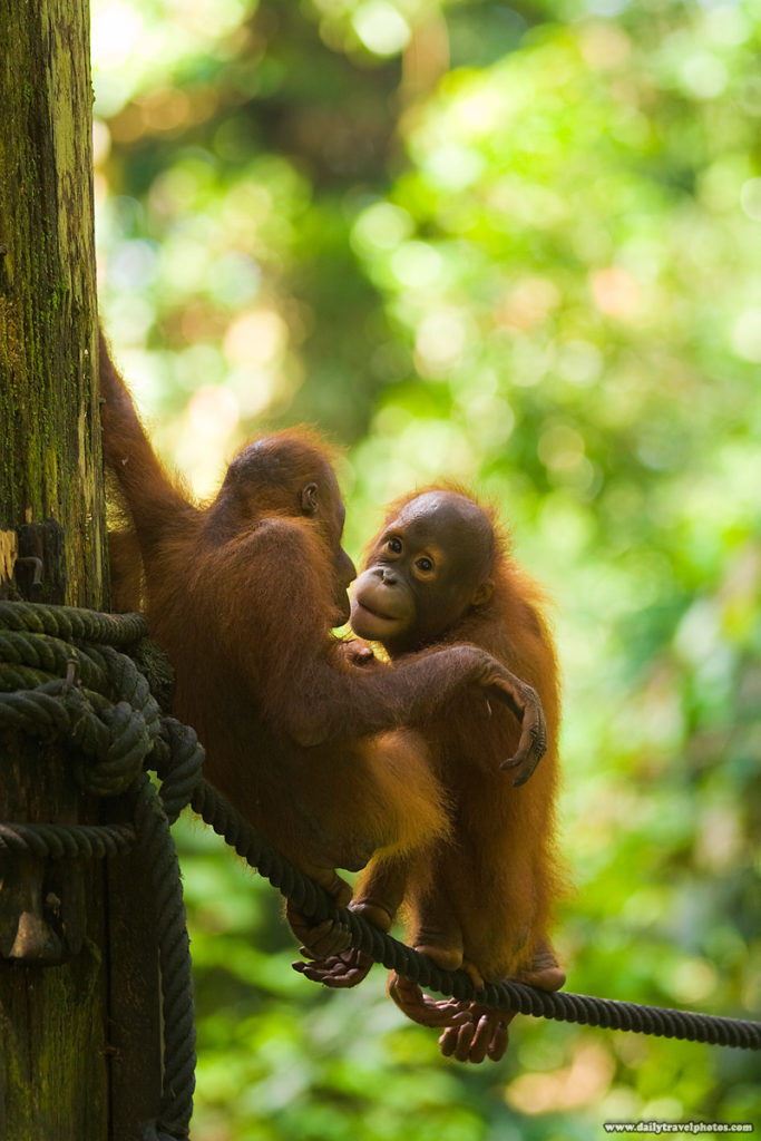 Baby orangutang fra et rehabiliteingsenter i Borneo. Foto: Daily Travel Photos