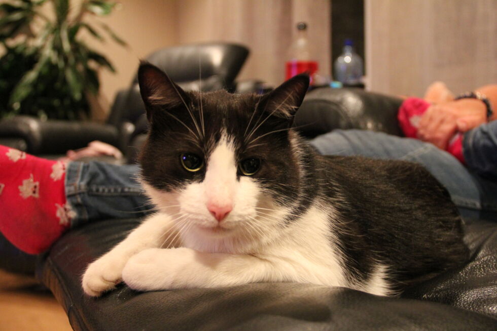 Katten Tarzan som slapper av inne i vinterstider.
 Foto: Privat