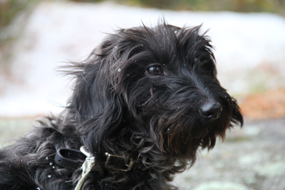 Hunden Frida
 Foto: Privat