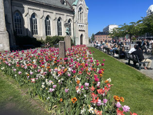 Blomstene utenfor Kristiansand domkirke.
 Foto: Andrea Kopstad