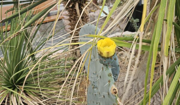 Gulblomstrende Opuntia – en ekte kaktusklassiker med flate ledd og skjulte pigger.
 Foto: Aurora Saxrud Østerbø