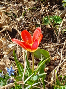 Denne tulipanen var lukket og sløv da vi ankom hagen. Litt senere så den slik ut. Foto: Ann-Caprice Tørresen