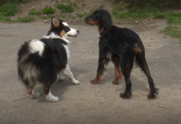 Nå kan du bli hundepasser via app