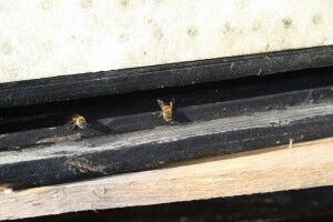 Biene gjør en viktig jobb med bestøvning av bringebærbuskene