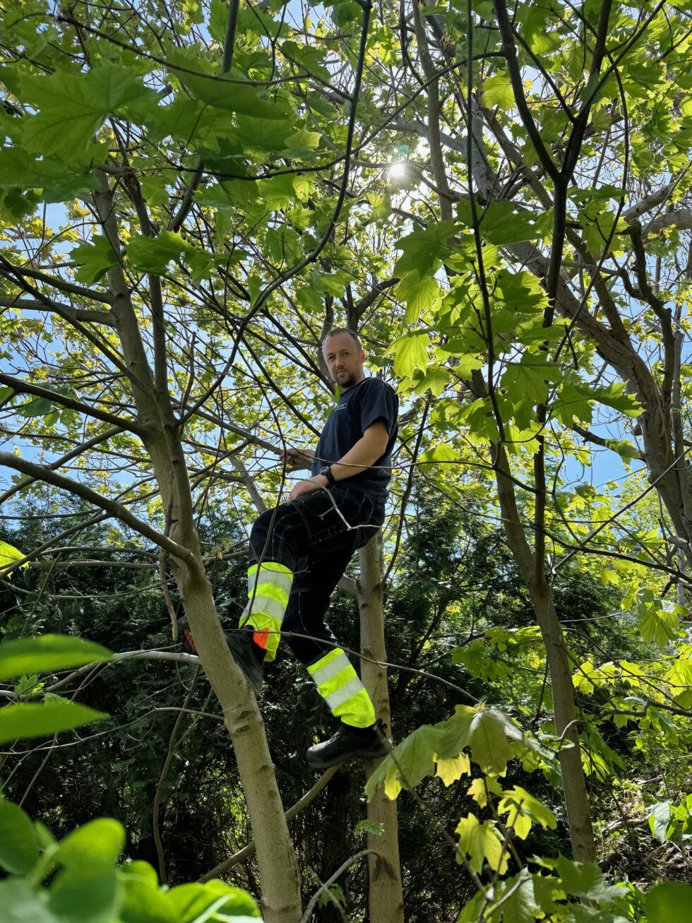 Her er arboristen Håvard Stokke i sitt element
 Foto: Jakob Ulvund