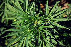 Mer THC gjør cannabisen farligere. Foto: www.flickr.com