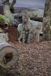 Gepardene fra dyrehagen i Borås, Sverige, har nå fått nye navn gjennom en navnekonkurranse. Foto: Pia Charlotte Fredriksen