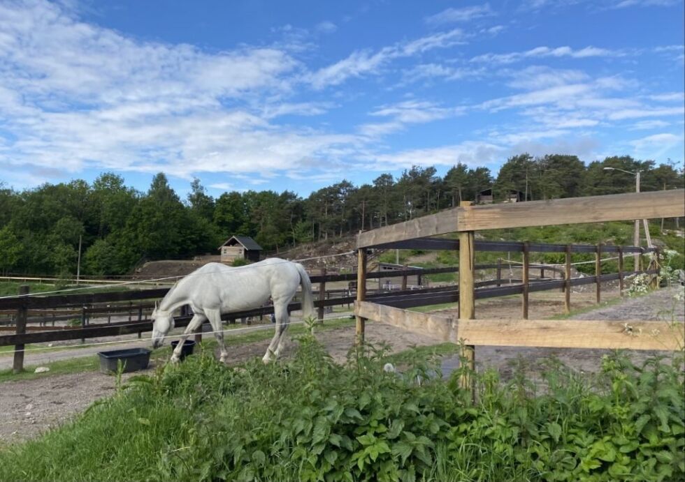 En av hestene på Jegersberg gård. Foto: Malene Nilsen