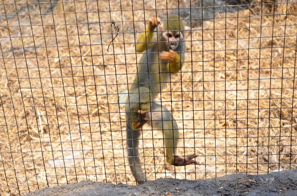 En liten apekatt som klatrer på gitteret. Foto: Silje Kristine Stefanussen