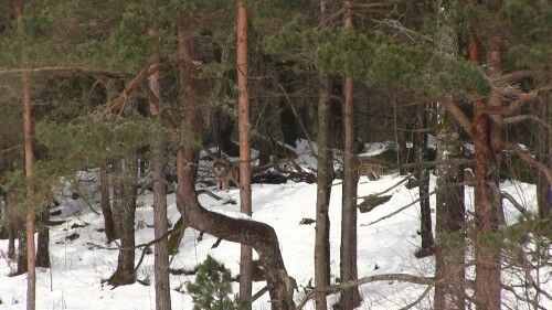 Ulven er ikke så sky som mange tror, men den er flink til å holde seg skjult. Bildet er tatt i Dyreparken i Kristiansand. Foto: Marianne Furuberg