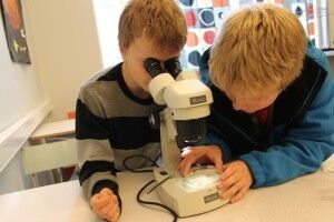 Å bruke mikroskop er populært blant forskarspirane i sjuande klasse på Karuss skule. (Foto: Helene Reite).