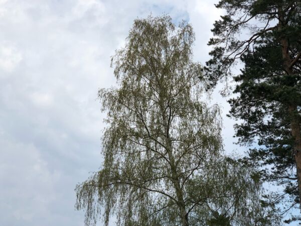 Vårsol og pollensesong