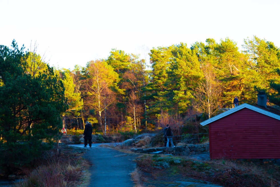 Gåtur i baneheia
 Foto: Alexander Sollid