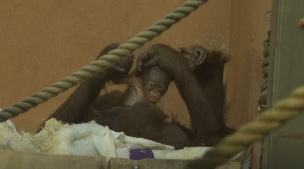 Her er den søte orangutangbabyen
