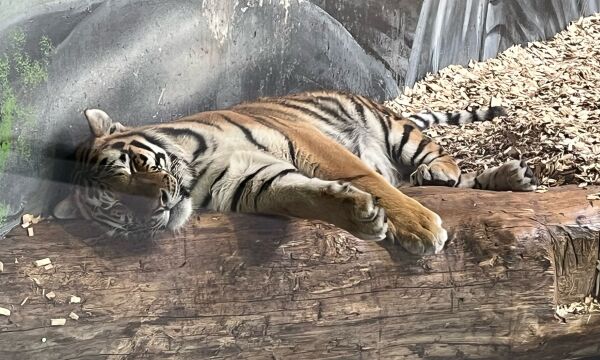 Nye tigerunger driver programmet fram over