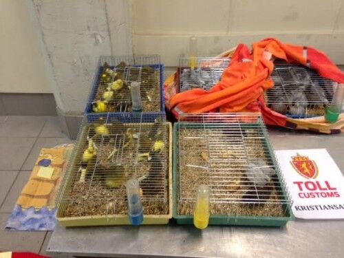 Her er noen av burene med fugler som ble beslaglagt i natt. Foto: Tollregion Sør