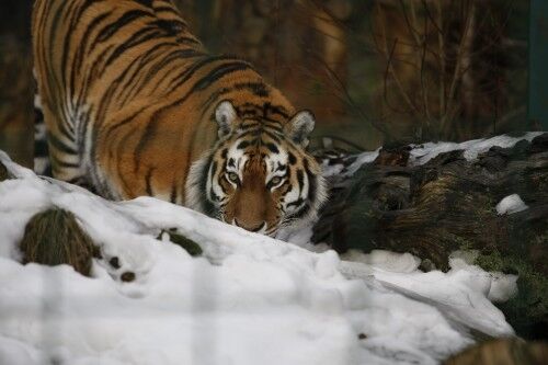 Tigerne i Dyreparken er veldig nysgjerrige for tiden.