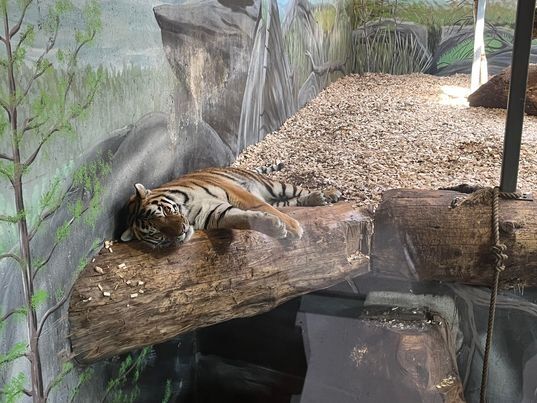 Uventet tigerfødsel i Dyreparken
