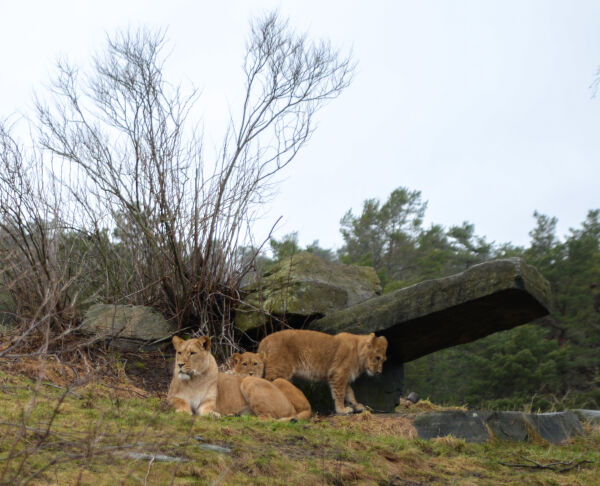 Foto: Julie Bekk Johannessen