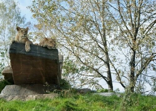 SØVNIG: To av løveungene koser seg på den Løvenes konge-inspirerte klippen.   FOTO: Kristin Skogheim