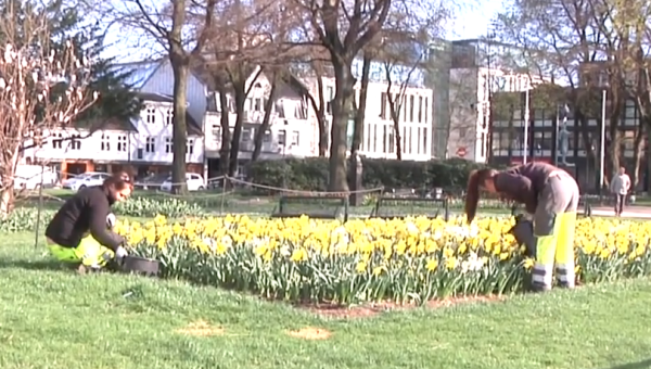 Snart blomstrer gatene i Kristiansand
