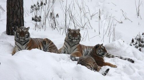 Tigrene nyter vinteren i Kristiansand Dyrepark. Foto: Øystein Dypedal