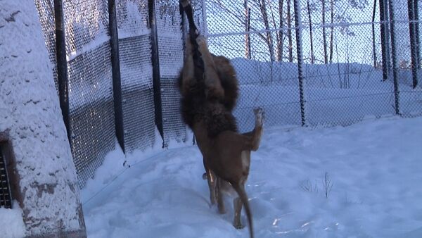 Vinter i Dyreparken
