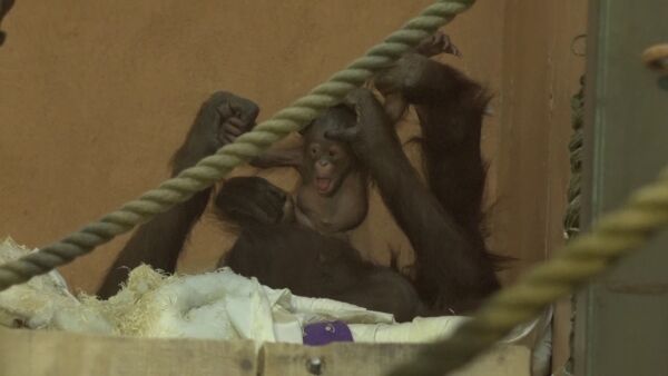 Her er de første bildene av orangutang babyen