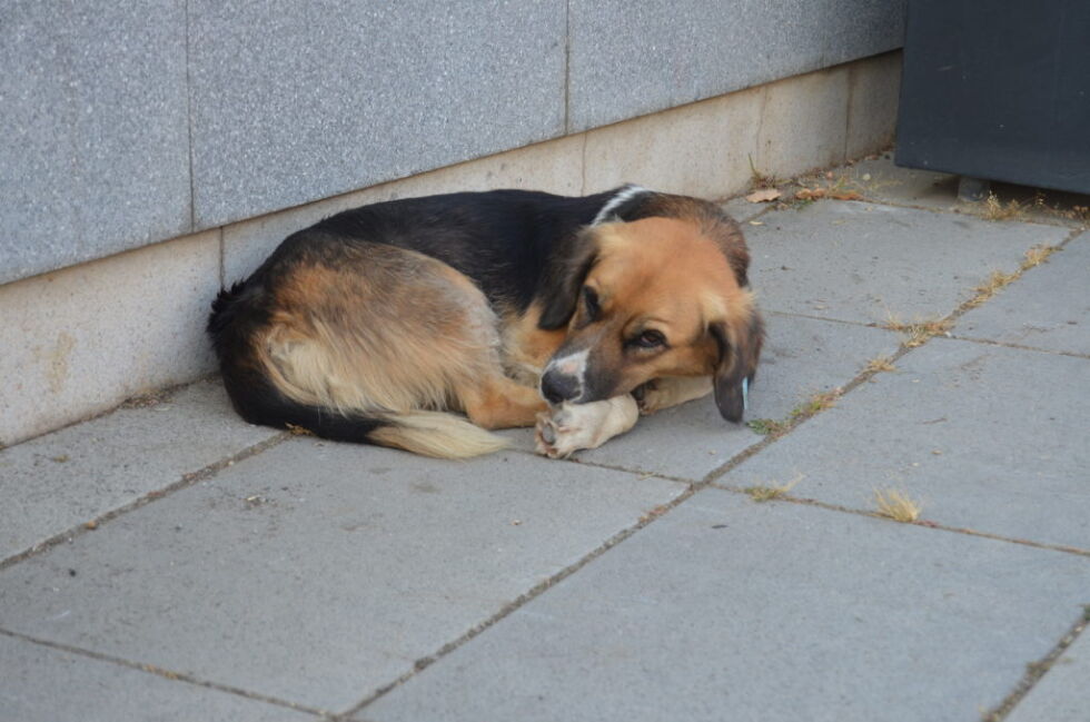 Løshunder er ofte å se i de fleste byer i Kosovo. Mange er merket i øret, som tilsier at de er blitt sterilisert.