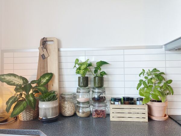 Planter på hjernen