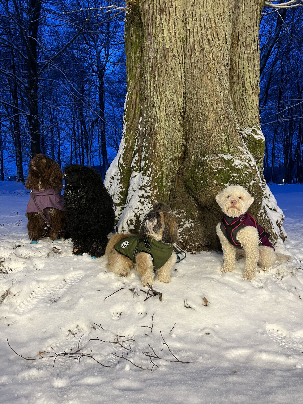 Hundene som var med på tur (f.v) Lykke, Yatzy, Felix, Selma
 Foto: Mattias Neteland