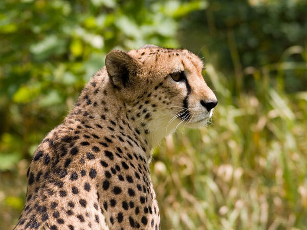 Dyreparken får Gepard
