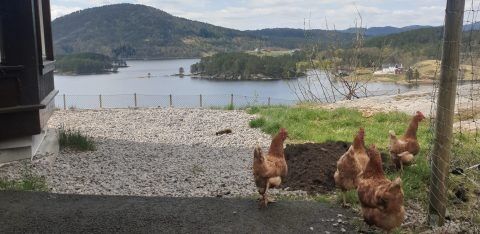 Frittgående høns som er på vei inn i hagen til Fjotland. Foto Thale Holm