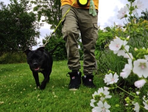 Flere har blitt hundeeiere i korona
