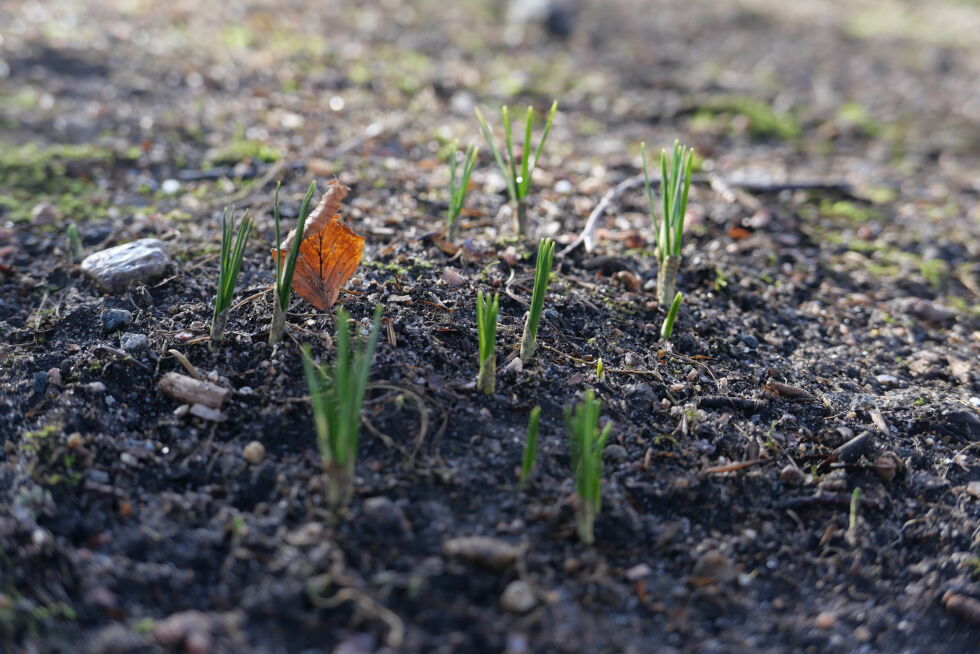 Varmere vinter gjør at plantene spirer tidligere. Foto: Rebecca Egeland