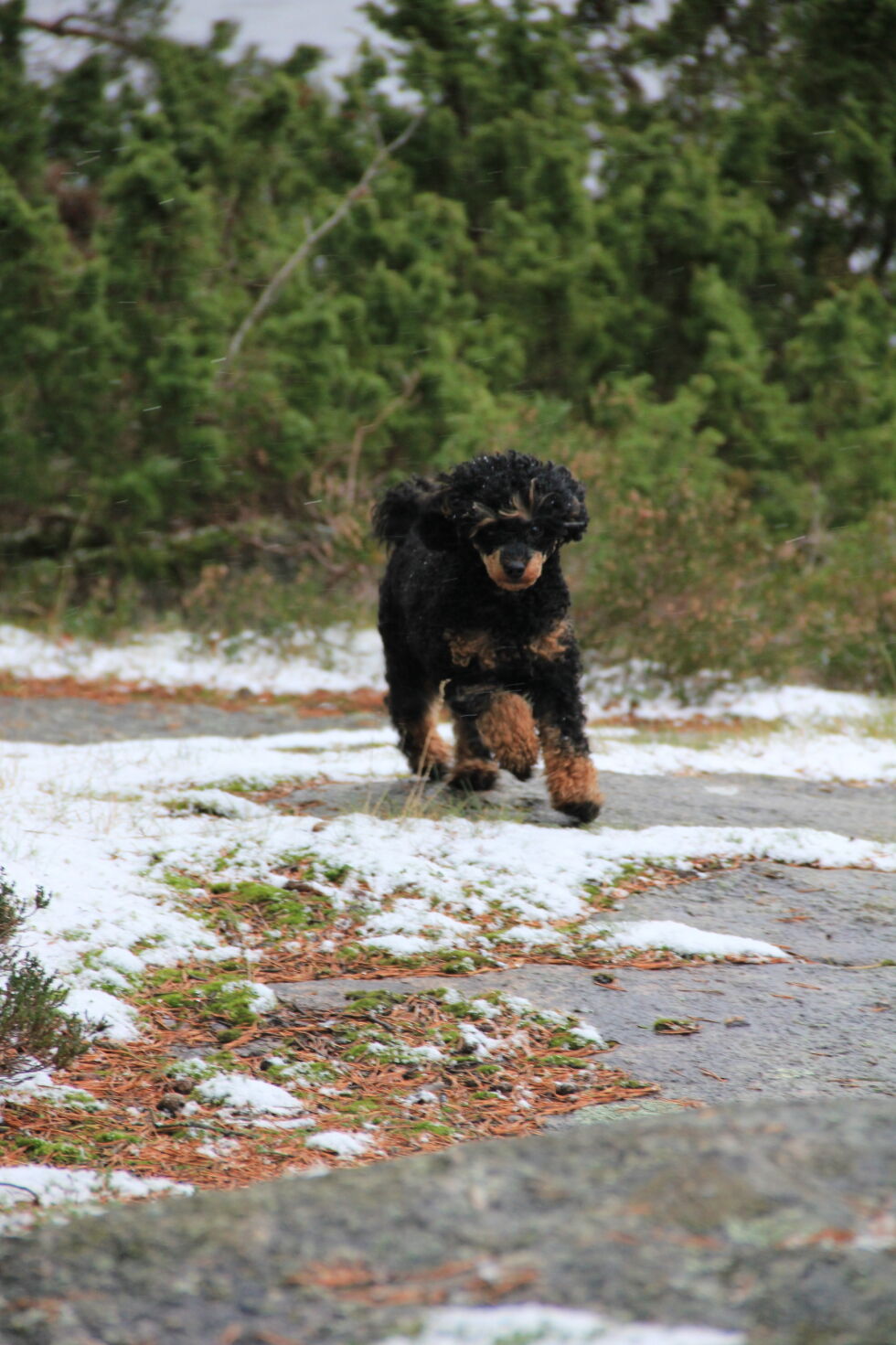Hunden Betty
 Foto: Privat