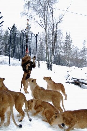 Det blir hengt opp kjøtt for å aktivisere løvene. Foto: Caroline Ørvik