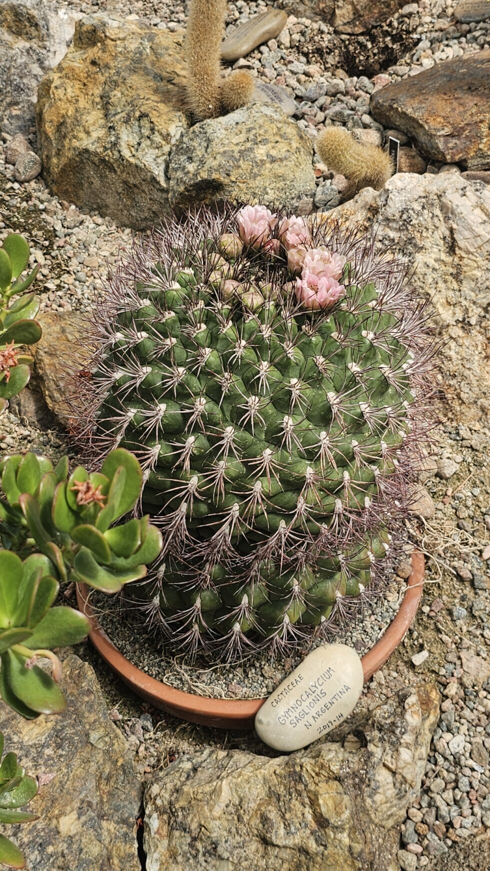 Gymnocalycium saglionis fra Argentina i blomst
 Foto: Aurora Saxrud Østerbø