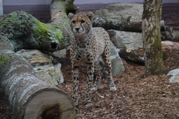 Gepard-brødrenes nye navn