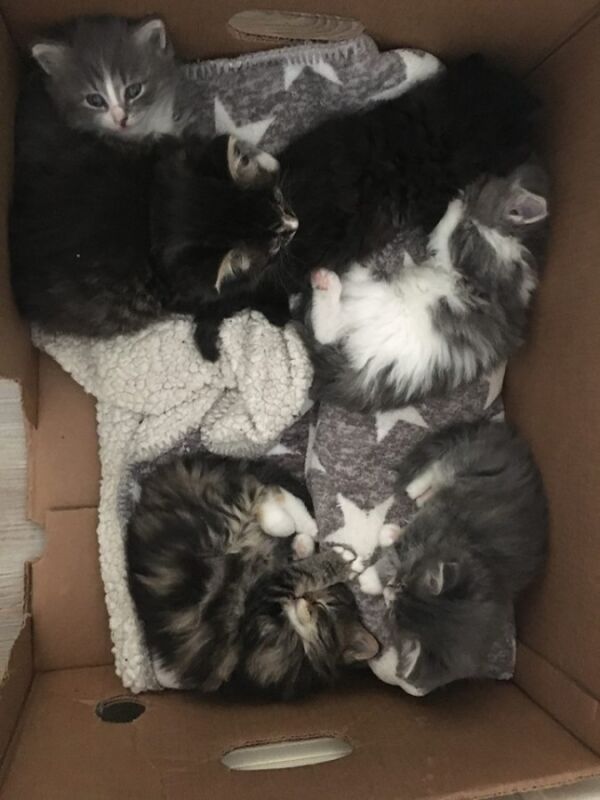 Mellomstopp for katter