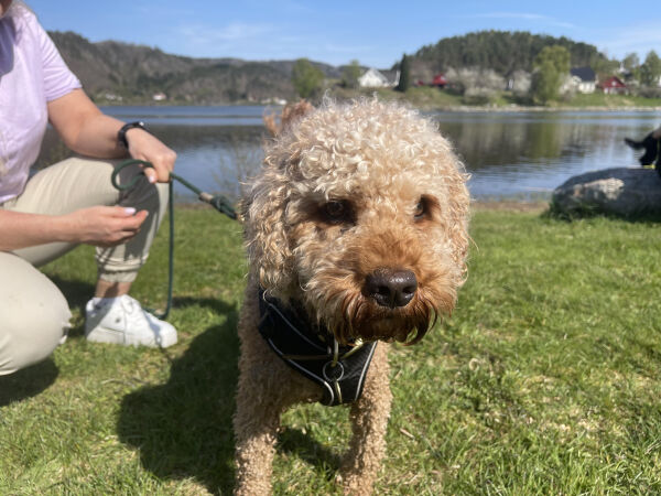 Kjell på 2 år er en av de hundene som ble deltok i hundetoget i Vennesla
 Foto: Haya Tourkou