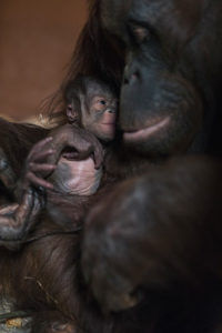 Mor Nony koser med den nyfødte babyen. Borneo-orangutangen er utrydningstruet, og var derfor etterlengtet i dyreparken. Foto: Ole Martin Buene, Dyreparken.