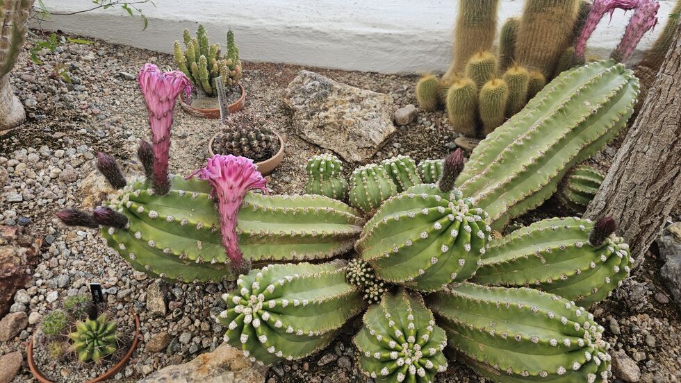 Echinopsis oxygona – en klassisk kaktus kjent for sine enorme rosa blomster som blomstrer en natt og dufter herlig.
 Foto: Aurora Saxrud Østerbø