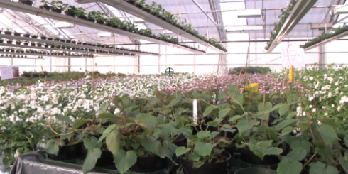 Masse blomster klargjøres før de settes ut i gatene. Foto: Annicken Fredriksson