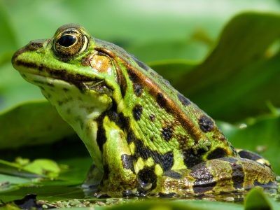Ulovlige frosker som blir smuglet inn til landet kan ha med seg smittsomme sykdommer. Foto: Pixabay