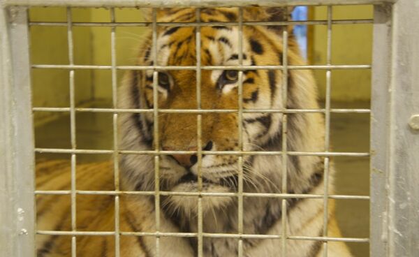 Venter spent på tigerromanse