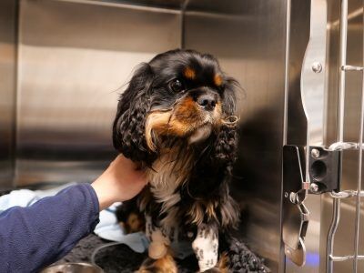 Hunden Dexter får behandling etter et uheldig møte med huggorm. Foto: Rebecca Egeland